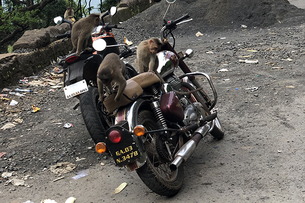monkeys motorcycles